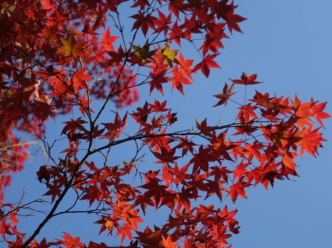 2016年秋、紅葉の京都の旅。<br /><br />赤山禅院を下りて銀閣寺へ。まだ紅葉には少し早かった。<br />途中、吉田山の茂庵で一休み、真如堂まで足を伸ばしました。お陰で快晴の青空に映える紅葉を愛でることができました。<br /><br /><br />表紙写真は、真如堂の紅葉。