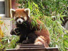 初冬のレッサーパンダ紀行【３】 徳山動物園　雨の中３０分だけ動物園へ・・・ありがとう、ユキさん