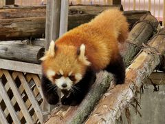 初冬のレッサーパンダ紀行【４】 みさき公園　２０１６年動物園＆忘年４トラオフ会は関西仔レッサーのホットスポットみさき公園と千日前の串カツで！！