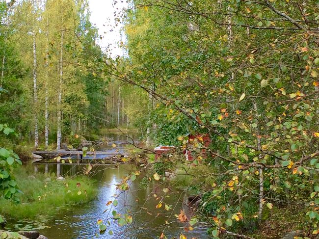 ＊＊＊　前半ノルウェー、後半フィンランドの１６日間の旅行記です　＊＊＊<br /><br /><br /><br />【8】フィンランドコリ国立公園～ピエリネン湖畔<br /><br />少しずつ色付いてきたコリ国立公園周辺です。<br />４トラ旅行記で読んで行ってみたい！と、一目惚れしたのがこの景色。<br /><br />ピエリネン湖畔をドライブしていたら、一目でわかりました。<br />『ここだ～！！』<br />小さな橋を渡るときに見つけました！<br /><br />秋のフィンランドの森はお宝がいっぱい！！<br />早朝からカラフルなバケツを両手に持って、ベリーやきのこを採りに出かけます。<br />自然の中で暮らしてるんだな～＾＾＊<br /><br /><br /><br /><br /><br />【旅程】<br />2016年　8/27　 JL413　　10:30 成田発 - 14:50  ヘルシンキ着<br />☆8/27日　   ヘルシンキ泊<br />☆２８日　     ベルゲン泊　　  AY681  08:55 ヘルシンキ -10:50 ベルゲン<br />☆２９日　     フロム泊　<br />☆３０日　       フロム泊<br />☆３１日　      ヴォス泊<br />☆9/1日　  ヴォス泊<br />☆０２日　　ベルゲン泊<br />☆０３日　　ベルゲン泊<br />☆０４日　　ヘルシンキ泊　　AY682  11:30 ベルゲン - 15:25 ヘルシンキ<br />★０５日　　コリ泊　　　　　AY487  09:40 ヘルシンキ  - 1 0:40 ヨエンスー<br />★０６日　　コリ泊<br />★０７日　　ヘルシンキ泊　　AY488  11:00 ヨエンスー - 12:05 ヘルシンキ<br />☆０８日　　ヘルシンキ泊<br />☆０９日　　ヘルシンキ泊<br />☆１０日　　機中泊　　　　　JL414  17:25 ヘルシンキ - 09:00 成田空港<br />☆１１日　　成田到着<br />　　<br /><br /><br />