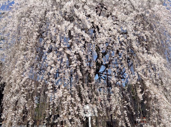 姉とその息子が大阪に遊びに来たので<br />桜見物に奈良・京都へ行きました。<br />やはり桜は関西ですね