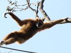 シロテテナガザルの展示が充実しているときわ動物園探訪