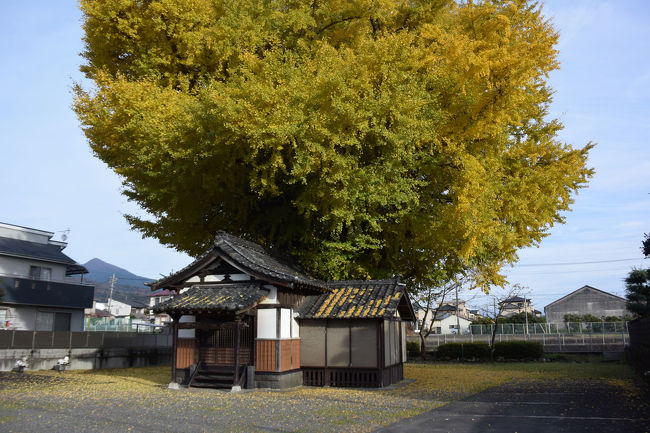 富士市役所のHPを見ていたら、偶然“富士岡地蔵堂のイチョウ”の事を知りました。<br />近くを良く自転車や車で走っていたのに銀杏の事は知りませんでした。<br />そして、実際に行ってみて大きな銀杏にビックリしました。<br /><br />★富士市役所のHPです。<br />http://www.city.fuji.shizuoka.jp/