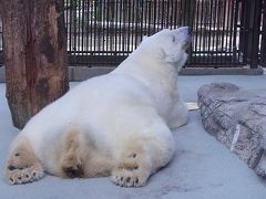 松山・広島割引きっぷで道後アート2016、2日目～とべ動物園・宝厳寺・伊佐爾波神社・湯神社編～。