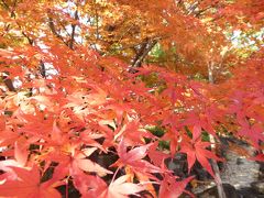 秋の優雅な「川口グリーンセンター」　♪　Vol1：雅な紅葉を眺めて♪