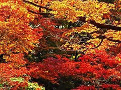 目黒-4 東京都庭園美術館　芝庭/日本庭園　☆紅葉・黄葉　最盛期で