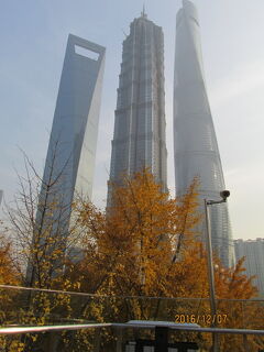 上海の陸家嘴・中心緑地公園・落葉景観路・紅葉