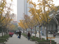 上海の中山北路・西蔵北路駅前・落葉景観路・銀杏並木