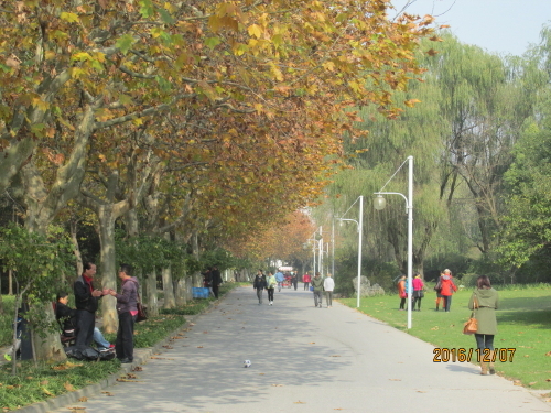 地下鉄２号線世紀公園駅下車、１号出口を出て花木路を渡ると世紀公園です。地下鉄上海科技館駅、花木路駅などからも行ける大変に広い公園です。今回は紅葉を見る為、地下鉄世紀公園駅で下車し、世紀公園７号門キップ売り場から入りました。入場料は１０元、でも７０歳以上は無料です。７号門から入ると左側が風景林区です。紅葉を見るには木々の多い風景林区に行きましょう。総面積140ヘクタールの公園です。目的を決めて行かないと目的を達できません。1997年開園で20年しか経っていませんので大木は有りません。プラタナスの樹が多く紅葉は期待できません。銀杏や紅葉は少なく不満が残りますが、高層ビルの建ち並ぶ都会の中心で森林浴を満喫できます。<br />