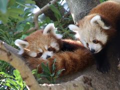 クリスマスのレッサーパンダ祭りの熱川バナナワニ園へ（２）オランダと当園出身のペアが活躍する大運動場：シナモンくんとオリビアちゃんと双子の赤ちゃんの親子＆ペリーくんとけいちゃんのカップル