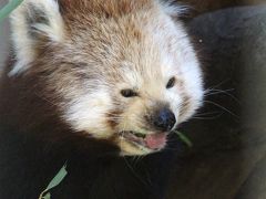 クリスマスのレッサーパンダ祭りの熱川バナナワニ園へ（３）まりもちゃんとライチくんが激可愛い！＆ナッツくん大好き・くうちゃん元気！～意外にカメラ目線をくれたケージのレッサーパンダたち