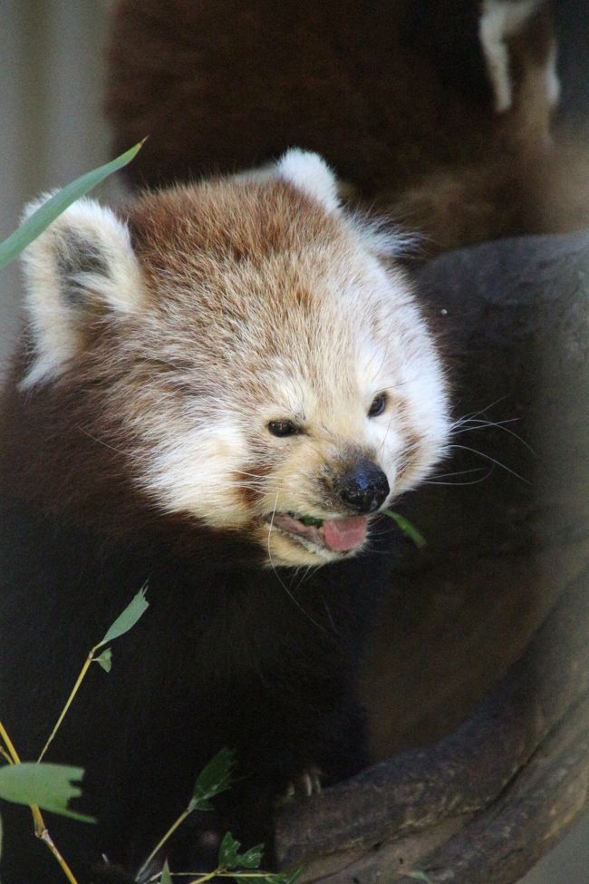 熱川バナナワニ園は、日本で唯一、ニシレッサーパンダ（ネパールレッサーパンダ）を飼育していて、繁殖のために国内の動物園のレッサーパンダとトレードはできないので、2014年にオランダと国際トレードが実現できたのは実に16年ぶりだそうです。<br />逆にいうと、それまで他園とのレッサーの移動がなかったため、私が初めて熱川バナナワニ園を訪れた2013年の冬に比べると、若いレッサーパンダの増員はあっても、寿命や体調不良でいなくなってしまった子の方が多く、絶対数は減ってしまいました。<br />ゾウガメ舎前にあったケージは使われなくなってしまいました。<br />でも、その代わり、レッサーパンダの見学は、ワニ放飼池があるところだけとなり、ゾウガメ舎前と何度も往復する必要がなくなった分、１ヵ所で見ていられる時間が長くなりました。<br />たぶん、そのせいかもしれません、今回、ケージのレッサーパンダたちが記憶にある以上にフォトジェニックで、撮影チャンスに恵まれたのは！<br />特に、これまでいつも寝ていて写真が撮りづらかった、真っ白なお顔にちょんと鼻筋がとがったまりもちゃんが、めちゃくちゃフォトジェニックでびっくりしました！<br />ライチくんとミントじいちゃんも、写真を撮ってくれと言わんばかりのカメラ目線に狂喜した私@<br /><br />一番若いくうちゃん（「ちゃん」付けですが、男の子）は、よく動き回っていたので撮影は困難でしたが、それでも何度も見に行くことができたし、寝ている時間がほとんどなかったので、撮影チャンスはたくさんありました。<br />というか、くうちゃんは一番よく動き回っていたので、見学者から「可愛い～！」という黄色い声が一番上がり、そのたびにいそいそと見に行ってしまっていました。<br /><br />私が１番気に入っていて、名前が分からなかった時は「チャーミング王子」と呼んでいたナッツくん、顔はもちろんとびきり可愛いですが、子どもの頃のケガが元で足に障害が残ってしまったけれど、それをものともせず、とても元気なので、大好きになりました。<br />ただ、今回はこれまでより少し動きがゆっくりだったのが気になりました。<br />とはいえ、ナッツくんも、今年2016年で６才、そろそろいいおじさんだからかな。<br /><br />今回は、夕方、レッサーパンダたちがお皿に盛られた夕食を食べる姿も見られました。<br />ゾウガメ舎前との行き来がなくなったので、タイミングを逃さずにすんだのだと思います。<br />笹を食べる姿は昼間も見られますが、お皿の中のごはんを食べる姿を見る機会は、少なくとも熱川ではほとんどなかったです。<br />お皿の中には、ミルクにペレットが溶けたような、おかゆ状のものの中に、リンゴが何切れか入っていました。<br />動物は自分の好物から食べますし、レッサーパンダはどの子もリンゴが大好きですが、見ていると、リンゴを先に食べる子、おかゆ状の方を先に食べてリンゴは後回しにする子、途中で笹を食べる子など、好みはしっかり分かれていました。<br />お皿の中のおかゆをぺちゃぺちゃなめるようにして食べている姿はとっても可愛かったです。<br />また、リンゴはおかゆに浸っていたので、リンゴを食べる子はどの子も口のまわりをミルクだらけにしていて、それもチョー可愛かったです。<br />そしてどの子も、お皿のごはんを食べる時はいったんうつむいても、咀嚼するときにちゃんと顔を上げて、嬉しそうな可愛い表情を見せてくれました。<br /><br />ちなみに、今回見られたレッサーパンダたちは、運動場の親子４頭とペア２頭と合わせて14頭。<br />双子の赤ちゃんの分だけ増えましたが、１年ぶりとはいえ、前回に比べると５頭も会えなくなっていました。<br />ただ、その会えなかった子たちのうち、２頭はバックヤードにいることが、レッサーパンダ・ファンさんのブログでも、実際飼育員さんからも確認できました。<br />最近やっと少しだけバックヤードが充実してきたそうです。<br />片目が異様に大きかったペッパーくんのケージは、薄いシートで覆われて見られないようになっていて、個体紹介もありません。<br />なぜそんなことをするのかと気になっていましたが、ほんとは療養目的でバックヤードに収容して非展示にしたかったところ、場所がないのでそうしているのではないかと、やっと気付きました。<br />飼育員さんに話を聞くと、目が悪いので非展示扱いですが、狭いバックヤードに移動させるより、慣れたケージにいる方がストレスが少ないだろうと判断したためだそうです。<br /><br />＜レッサーパンダ祭りをねらって再訪した通算６度目の熱川バナナワニ園の旅行記のシリーズ構成＞<br />□（１）富士山眺めながらのアクセス編＆楽しいレッサーパンダ祭り＆ちょっぴりグルメと熱川みやげ<br />□（２）オランダと当園出身のペアが活躍する大運動場：シナモンくんとオリビアちゃんと双子の赤ちゃんの親子＆ペリーくんとけいちゃんのカップル<br />■（３）まりもちゃんとライチくんが激可愛い！＆ナッツくん大好き・くうちゃん元気！～意外にカメラ目線をくれたケージのレッサーパンダたち<br />□（４）初めて見たアマゾンリリーほか12月の分園の花と温泉の植物＆日向ぼっこワニとゾウガメをちょっとだけ<br /><br />熱川バナナワニ園の公式サイト<br />http://www.i-younet.ne.jp/~wanien/index1.htm<br /><br />＜タイムメモ＞<br />05:00頃　家を出る<br />06:42　品川駅着<br />07:04　品川駅発新幹線こだま633号に乗車<br />07:45　熱海駅着<br />07:55　熱海駅発JR伊東線伊豆急下田行に乗車（前３車両）<br />08:54　伊豆熱川駅に到着<br />09:05-09:10　熱川バナナワニ園入園（本園で年パス購入）<br />09:15-11:25　分園のニシレッサーパンダ<br />（11:00-11:20　飼育員さんによる特別ガイド）<br />11:25-12:20　フルーツパーラーでランチ休憩<br />12:20-12:30　売店で買い物＆レサパンくじ<br />12:30-14:20　分園のニシレッサーパンダ<br />14:20-14:50　分園の温室めぐり<br />14:50-15:20　フルーツパーラーでコーヒー休憩<br />15:20-15:30　分園の温室＆ゾウガメ<br />15:30-16:40　分園のレッサーパンダ<br />（16:00～　レッサーパンダに夕食）<br />（本園に戻るマイクロバス最終は16:40発）<br />16:45　熱川バナナワニ園を出る（閉園17:00）<br />16:50-17:00　駅の売店で買い物（営業時間は17:00まで）<br />17:19　伊豆熱川駅発踊り子118号に乗車<br />19:50　品川駅着<br />22:00頃　帰宅<br /><br />※これまでの動物旅行記の目次を作成済。随時更新中。<br />「動物／動物園と水族館の旅行記～レッサーパンダ大好き～　目次」<br />http://4travel.jp/travelogue/10744070<br /><br />※そのうち、これまでの熱川バナナワニ園の旅行記のURL集はシリーズ１本目の表紙にまとめました。<br />