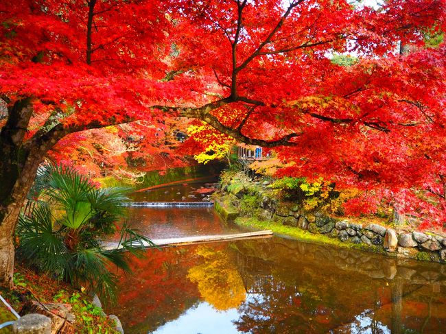 いつの間にか東海地方有数の紅葉スポットになっていた模様です。<br />名古屋学院大学の臨時ｐかつシャトルバスにのって来訪。