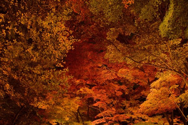 日本での紅葉は3年ぶり。<br /><br />なんだかんだで遠出する時間ができなかったので、<br />初めての名古屋城と徳川園、それと東山動物園のライトアップでお手軽に。<br /><br />真っ赤な紅葉には少し早かったけど、日本の秋を満喫～。
