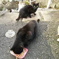 ２０１６年１２月　長崎３日間　　　カピバラと猫