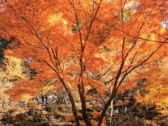 市川1/2　大町公園//もみじ山//　見ごろに鑑賞　☆閉園まであと2日