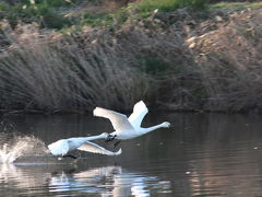 川島の白鳥