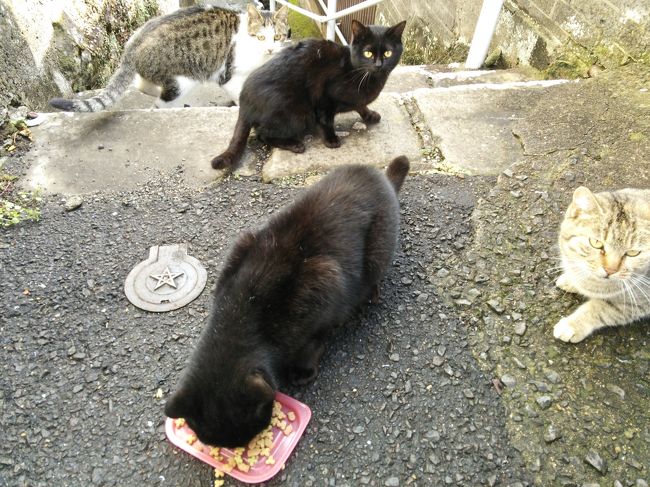 猫とカピバラ目的に長崎に旅行。<br />　　１２月２１日　ＡＮＡで伊丹⇒長崎　唐人屋敷跡で猫ちゃんをなでる<br />　　１２月２２日　雨。長崎バイオパークでカピバラさんをなでる<br />　　１２月２３日　雨。孔子廟。歴史文化博物館。猫ちゃんをなでる。<br />宿はドーミーイン長崎。大浴場と夜なきそばと朝食に満足。長崎新地バスターミナルに近く、立地もよかった。<br />天気のみが残念。飛行機は早割だから、天気のいい日をねらって旅行できないのがつらいところ。