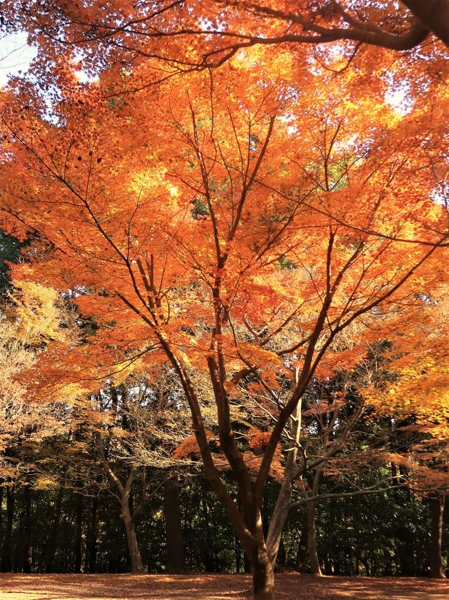 大町公園のもみじ山鑑賞会、<br />イロハモミジなど約500本が紅葉する大町公園のもみじ山。<br />もみじ山は「竹之内果樹園」の敷地の一部を「もみじ山鑑賞会」として期間限定で一般公開します。<br />紅葉が一番早い自然観察園「せせらぎ園」ではここ数日でぐっと色づき始めたようです。もみじ山の紅葉はあと少しかな？<br />日時　2016年11月19日（土）～12月 4日（日）　　　　9：00～16：00<br />場所　大町公園　もみじ山　　　　　市川市大町284番1外<br />アクセス　JR武蔵野線市川大野駅より「動植物園」行きバス終点下車  <br />（http://ichi-24.jp/archives/67364169.html　より引用）<br /><br />大町公園　については・・<br />http://www.city.ichikawa.lg.jp/zoo/0380.html<br />