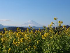 #306　2016年12月25日　湘南　二宮　『吾妻山公園』　寒咲き菜の花　なのはな狩りぃ・・・・・もみじ狩りが終わり　冬の花って少ないっす　ネット検索してたら『菜の花』開花情報が見頃になってるぅ・・・・行かないと