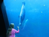 2016秋のノルマンディー、ブルターニュの旅３　ブレストの水族館に行く　Brest