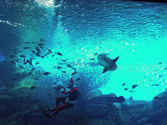 水族館に行こう ～仙台うみの杜水族館