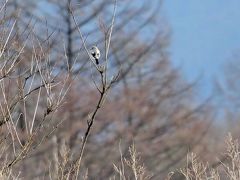 野鳥撮影記録（２０１６年１２月その８）八ヶ岳