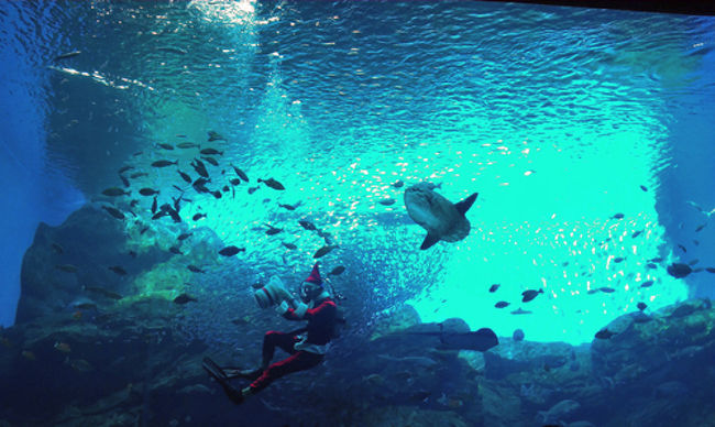 日帰り仙台旅で仙台うみの杜水族館へ行ってきました。<br />三陸の海の豊かさも堪能できる、素敵な水族館でした。<br /><br />仙台うみの杜水族館<br />http://www.uminomori.jp/umino/