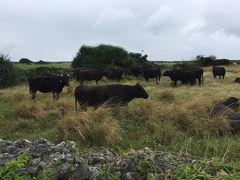 八重山諸島(石垣島、西表島、黒島)の冬旅①