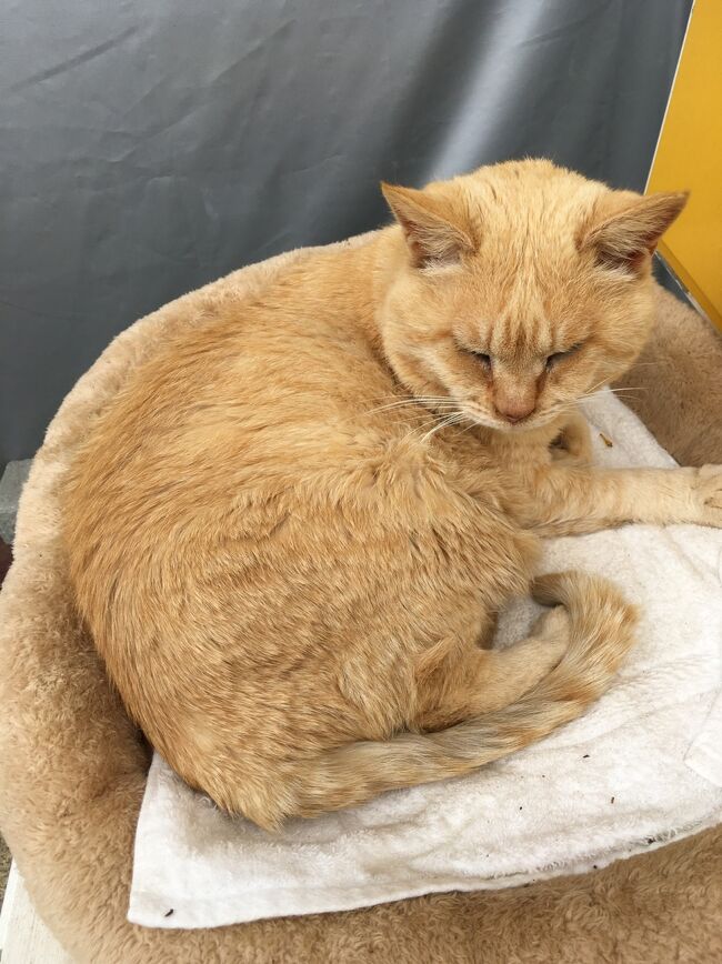 銚子電鉄君ケ浜駅の猫、きみちゃん。人懐こいキュートなきみちゃんは観光客にも大人気！そんなきみちゃんに再び会いに行ってきましたが、、、<br /><br />宿泊の宿はハフを使って実質タダで宿泊できました！<br />ハフについてはこちら↓<br />https://www.hafh.com/invite/7nKDcxKZXaQmKqlj