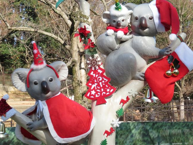 今年2016年のクリスマス連休は、真ん中のイブに、多摩動物公園に開園時間の９時半から閉園の17時まで１日過ごし、その後、新宿御苑のイルミネーションを見に行くつもりでした。<br />ところが一ヶ月、だらだらと続いた風邪が治らず、調子がいまいちだったので、イルミネーションとのハシゴはあきらめ、自宅を出るのも９時半すぎというスロースタートとなりました。<br /><br />でも、考えてみたら、スロースタートとはいえ、しっかり朝食兼ランチを食べてから自宅を出たので、多摩動物公園で11時20分から17時まで、ほとんど休憩要らずでじっくり過ごせた分、９時半から入園して、ゆっくりランチ休憩をとった場合と、実質的にはあまり変わらずにすんだかもしれません。<br /><br />ただし、今回スロースタートなのと、やっと見にくることができたレッサーパンダの赤ちゃんにじっくり時間をかけたかったので、アフリカ圏は回らず、アジア圏・オーストラリア圏、そしてレッサーパンダがいるアジア高山圏だけをターゲットにして、回る範囲を限定しました。<br /><br />この旅行記は、動物園内にも随所にあったクリスマステーマと、アジア圏の動物たちの写真でまとめました。<br />やっぱり一番可愛いクリスマスらしい被写体は、サンタ衣装の可愛らしいコアラ親子のフォトスポットでしたが、ショーウィンドウの動物たちのクリスマスツリーもなかなかでした。<br /><br />アジア圏の動物たちで楽しみにしていたのは、いまや大人と同じツートンカラーになったマレーバクのコウくん、前回の８月の訪問時に初めて見に行ったニホンツキノワグマ、それから迫力あるインドサイでした。<br />昼近くの到着なので、マレーバクたちはすでに昼寝に入ってしまっていましたが、帰り際に、夕飯中の可愛いコウくんとリサお母さんの姿が見られました。<br /><br />その他、一匹だけ分けられていて、唯一顔が見られたコツメカワウソのゴンタくん、ふれられないけれど、半放し飼いのコンゴウインコ、現代アートのような模様を作って並んで寝ていたインドガン、そして麗しきアムールトラのシズカちゃんとアイちゃんの母子です。<br /><br />＜イルミネーションとのハシゴはあきらめた2016年のクリスマスイブの多摩動物公園の旅行記のシリーズ構成＞<br />■（１）クリスマス色の動物園＆マレーバク・コツメカワウソ・ツキノワグマ・インドサイ・アムールトラ<br />□（２）大興奮のアジアゾウのヴィドラくんとアマラちゃん＆タスマニアデビル姉妹とオーストラリア圏の動物たち<br />□（３）Hello！レッサーパンダの赤ちゃん＆ユキヒョウ・ゴールデンターキン～アジア高山圏の動物たち<br /><br />多摩動物公園の公式サイト<br />http://www.tokyo-zoo.net/zoo/tama/<br /><br />＜タイムメモ＞<br />09:30頃　家を出る<br />10:51　JR立川駅到着<br />10:58　立川北駅発多摩モノレール多摩センター方面行きに乗車<br />（南駅の方が多摩動物公園に近くて10:49発）<br />11:20　多摩動物公園に入園<br />11:25-11:35　マレーバク・コツメカワウソ<br />11:35-11:50　コンゴウインコ・ツキノワグマ<br />11:55-12:05　インドガン・インドサイ<br />12:15-12:30　コアラ館（コアラと夜行性有袋動物）<br />12:30-12:40　パルマワラビー・シマオイワワラビー<br />12:40-12:55　タスマニアデビル<br />12:55-13:15　アジアゾウ<br />13:15-13:20　休憩<br />13:25-13:30　アムールトラ<br />13:35-15:10　レッサーパンダ<br />（14:00～展示交代：子パンダ＆母親公開）<br />15:10-15:20　ゴールデンターキン<br />15:20-16:25　レッサーパンダ<br />（16:15頃　親子パンダ収容）<br />16:25-16:35　ユキヒョウ<br />16:45-16:50　マレーバク<br />16:55-17:00　買い物<br />17:00頃　多摩動物公園を出る<br /><br />※これまでの動物旅行記の目次を作成済。随時更新中。<br />「動物／動物園と水族館の旅行記～レッサーパンダ大好き～　目次」<br />http://4travel.jp/travelogue/10744070<br /><br />また、これまだの多摩モノレールでのアクセス編を含めた多摩動物公園だけの旅行記のURL集は、この旅行記の最後の写真コメントの末尾にまとめました。<br />