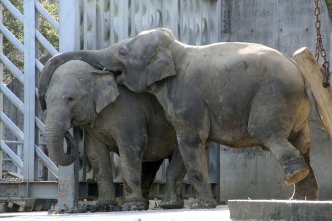 2016年度のクリスマス連休に再訪した多摩動物公園。<br />風邪が治り切っていないため、新宿御苑のイルミネーションとのハシゴはあきらめ、多摩動物公園にも11時20分入園とスロースタートでしたが、それでも閉園の17時まで約５時間、充実した１日となりました！<br />広い園内、体力温存とゆっくり回るためにアフリカ圏は割愛しましたが、各地で、楽しく活動する動物たちや、麗しいカメラ目線のフォトジェニックな姿がたっぷり見られました。<br /><br />コアラ館周辺はちょうど昼頃回ったのですが、今回、とりわけ見応えあったのがアジアゾウたちでした！<br />まだ若いヴィドラくんとアマラちゃん、大興奮でした。<br />ゾウはよく遊んだりする動物ですが、動物園のゾウがあんなに興奮し、楽しげに遊んでいる姿は、まだ小さな砥愛ちゃんがいる愛媛県のとべ動物園以外では、見たことはなかったです。<br />ぱおーっと鳴くところも、初めて聞きました@<br />動物園のゾウが、ぱおーっと興奮するところは、なかなか見られないです。<br /><br />タスマニアデビルも、昼間は寝ていて、夕方にならないと活動しないかと思っていたら、いまは冬でぐっと涼しくなったせいか、姉妹の片方は、ずーっと走り続けていました。ストップしちゃいけないと思っているかのように、ずーっと走り続けていて、お客さんの笑いをとっていました。<br />でも、同じコースをずっと回っているようでいて、ちょっとずつコースを変えていました。<br />走り続けている姿を写真に撮るのはとても無理だと思ったのですが、天気が良い真っ昼間だったおかげで、ピントは甘いものの、思ったより見られる写真がゲットできました。<br /><br />コアラ館では、コアラたちは寝ていましたが、それ以外のオーストラリア圏の夜行性の動物たちは、ちょうど昼食時だったので、ライトの下にあるごはんを食べていた可愛い姿が見やすかったです。<br />とりわけ可愛くて、フォトジェニックだったのは、フクロモモンガでした。<br />フクロモモンガは前回８月に訪れたときも、フォトジェニックでした。<br />そして、我が地元の埼玉こども動物自然公園でも、フォトジェニックでした。<br />夜行性動物展示室は、暗くて赤いライトでしか見られないのですが、フクロモモンガは、写真が撮りづらい展示室の夜行性動物にしては、意外にフォトチャンスをくれる動物にようです@<br />フォトジェニックだった子は、来園者の方を見ていたようにも思えました。<br />フクロモモンガが好奇心旺盛な性質なのか、あるいはたまたま両園にそんな風に物怖じしない子がいたのかもしれません。<br /><br />ただ、ちょっと残念だったのは、クリスマスイベントとして、トナカイとタスマニアデビルにクリスマスの特製ケーキがプレゼントされることになっていましたが、その時間は14時とか14時15分！<br />レッサーパンダの展示交代＆リンゴタイムは14時頃なので、とても見に行けませんでした。<br />それに、クリスマスの動物といえばトナカイですが、今回はトナカイの方までは見に行けませんでした。<br /><br />＜イルミネーションとのハシゴはあきらめた2016年のクリスマスイブの多摩動物公園の旅行記のシリーズ構成＞<br />□（１）クリスマス色の動物園＆マレーバク・コツメカワウソ・ツキノワグマ・インドサイ・アムールトラ<br />■（２）大興奮のアジアゾウのヴィドラくんとアマラちゃん＆タスマニアデビル姉妹とオーストラリア圏の動物たち<br />□（３）Hello！レッサーパンダの赤ちゃん＆ユキヒョウ・ゴールデンターキン～アジア高山圏の動物たち<br /><br />多摩動物公園の公式サイト<br />http://www.tokyo-zoo.net/zoo/tama/<br /><br />＜タイムメモ＞<br />09:30頃　家を出る<br />10:51　JR立川駅到着<br />10:58　立川北駅発多摩モノレール多摩センター方面行きに乗車<br />（南駅の方が多摩動物公園に近くて10:49発）<br />11:20　多摩動物公園に入園<br />11:25-11:35　マレーバク・コツメカワウソ<br />11:35-11:50　コンゴウインコ・ツキノワグマ<br />11:55-12:05　インドガン・インドサイ<br />12:15-12:30　コアラ館（コアラと夜行性有袋動物）<br />12:30-12:40　パルマワラビー・シマオイワワラビー<br />12:40-12:55　タスマニアデビル<br />12:55-13:15　アジアゾウ<br />13:15-13:20　休憩<br />13:25-13:30　アムールトラ<br />13:35-15:10　レッサーパンダ<br />（14:00～展示交代：子パンダ＆母親公開）<br />15:10-15:20　ゴールデンターキン<br />15:20-16:25　レッサーパンダ<br />（16:15頃　親子パンダ収容）<br />16:25-16:35　ユキヒョウ<br />16:45-16:50　マレーバク<br />16:55-17:00　買い物<br />17:00頃　多摩動物公園を出る<br /><br />※これまでの動物旅行記の目次を作成済。随時更新中。<br />「動物／動物園と水族館の旅行記～レッサーパンダ大好き～　目次」<br />http://4travel.jp/travelogue/10744070<br /><br />また、これまだの多摩モノレールでのアクセス編を含めた多摩動物公園だけの旅行記のURL集は、今回の多摩動物公園の旅行記のシリーズ１本目の最後の写真コメントの末尾にまとめました。<br />