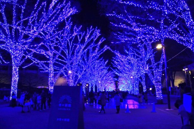 中目黒から渋谷に舞台を移して復活した「青の洞窟」と表参道イルミネーションを見てきました。<br />表紙は、青の洞窟ＳＨＩＢＵＹＡ