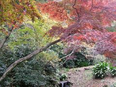 三溪園で紅葉を観る