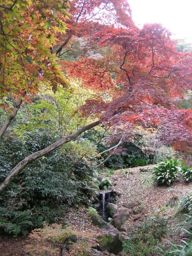 11月の末に三溪園に行きました。<br />平日だったので結構空いていました。きれいな庭園と建物、そして紅葉が楽しめました。