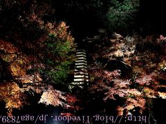 #307　2016年12月3日　鎌倉　長谷寺（長谷観音）　もみじ狩りぃ（２）・・・・・ライトアップされたもみじっす　皆さん知ってますね　ギャラリーがすごい初詣に来たのかって勘違いする位　混雑してました・・・・（苦笑　