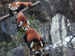 クリスマスイブ2016は多摩動物公園でのんびりと（３）Hello！レッサーパンダの赤ちゃん＆ユキヒョウ・ゴールデンターキン～アジア高山圏の動物たち＜2016年最後の旅行記＞