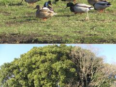 わが街小手指　年末の午後ウォーキング　Walking my town Kotesashi in the year end afternoon 