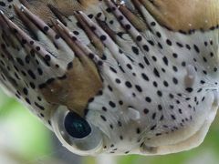 美ら海水族館を撮りまくる。