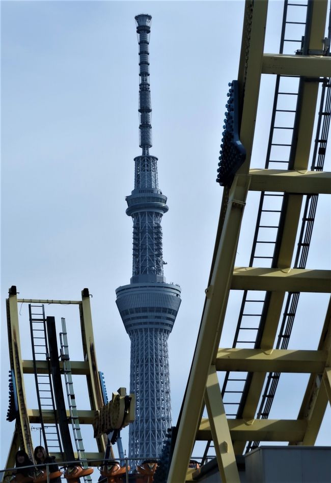 東京スカイツリー（TOKYO SKYTREE）は、東京都墨田区押上一丁目にある電波塔（送信所）である。観光・商業施設やオフィスビルが併設されており、ツリーを含め周辺施設は「東京スカイツリータウン」と呼ばれる。2012年5月に電波塔・観光施設として開業した。<br />（フリー百科事典『ウィキペディア（Wikipedia）』より引用）<br /><br />東京スカイツリー　については・・<br />http://www.tokyo-skytree.jp/<br /><br />浅草ビューホテル（Asakusa View Hotel）は、東京都台東区西浅草にある高層ホテルである。同じ場所に本店を置く日本ビューホテル株式会社が運営する。<br /><br />1985年（昭和60年）9月に、国際通り沿いの浅草国際劇場跡地に開業した、地上28階地下3階建てのホテル。 タワー部は国際通りから約20度ずらして、隅田川とほぼ平行になるよう建てられており、南東側の客室からは隅田川の花火が一望できる。客室壁面には小窓が設けてあり、隅田川の花火以外に、三社祭の活気、浅草寺の除夜の鐘の生の音を楽しむことが出来る。特に東京スカイツリーを眺めることのできる27階東側のレストランでは、｢世界一の夜景｣をPRしている。 伝統とモダンをミックスした下町浅草で、宿泊、ウェディング、レストラン、宴会、法宴などもでき、ショップや温水プールもあるホテルである。<br />（フリー百科事典『ウィキペディア（Wikipedia）』より引用）<br /><br />浅草ビューホテル　については・・<br />http://www.viewhotels.co.jp/asakusa/<br /><br />浅草（あさくさ）は、東京都台東区の町名。東京都台東区のおよそ東半分を範囲とし、江戸・東京の下町を構成している地域のひとつである。浅草は下谷・本所・深川と並ぶ、東京下町の外郭をなす。概ね東京旧市内で高台に比べ低地を多く占める旧区分を下町としている。そのため旧浅草区に属する浅草地域は下町にあたる。<br />現在も下町情緒を感じさせる観光の街として賑わっている。<br />（フリー百科事典『ウィキペディア（Wikipedia）』より引用）<br />