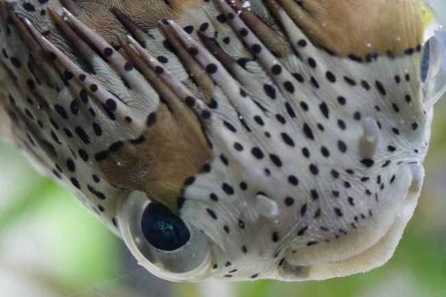 2016年の正月にどこへ行きたいかを考えていたら、久しぶりに本島北部で美ら海水族館を中心に巡ってみようと思いました。<br />今回のカメラは、EOS5DMarkⅢ、EOS7DMarkⅡ、EOSMとEF100mmISマクロ、EF16-35mmⅡ、EF70-200Ⅱ、EF-M22mmなどをお供に写真撮影を楽しみました。