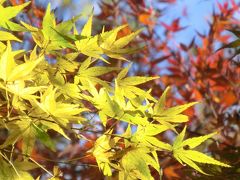平林寺の紅葉♪～２０１６後編～