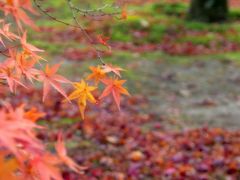散紅葉が美しい京都　南禅寺と永観堂