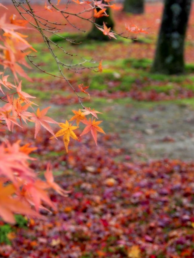今年の京都の紅葉は早かったそうなので、12月ではもうダメだろうと期待していませんでした。<br />ところが・・・。<br />やっぱり京都は素敵！<br />美しい散紅葉が私たちを待っていてくれました。<br /><br />朝散歩に南禅寺に出かけ、一度ホテルに戻り、母と一緒に永観堂へ行きました。<br />