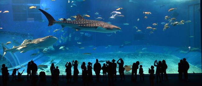 ずっと行きたかった美ら海水族館に行ってきました。