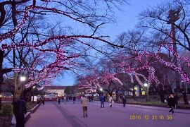 ☆19 大晦日見納めの上野恩賜公園冬桜イルミネーション 2016