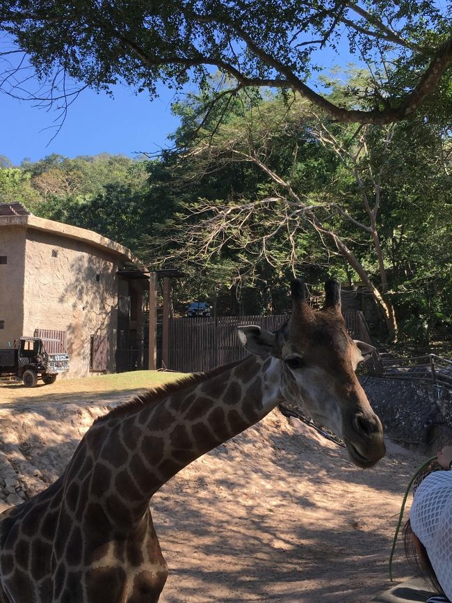 パタヤからバンコクの途中、カオキアオ動物園にいきました。<br />以前はナイトバージョンにて観光をしましたが<br />昼間の動物園はまた違って楽しい！！<br />カートを借りて動物たちを見学。<br />キリンは大好きなんですけど、餌をあげるとなると恐いんですよね～<br />なぜだろうか？！