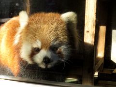 新春レッサーパンダ紀行【４】 宮崎市フェニックス自然動物園　実は一昨年からの一番期待の若手ペアなんです！！　今年こそは頼むよ コタ君＆リナちゃん！！