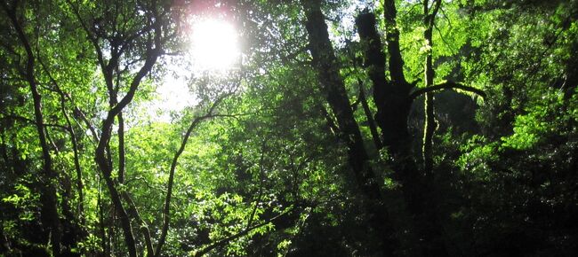 縄文杉に逢いたいよ！！<br />ということで、屋久島登山に行きました。<br /><br />ほぼ毎日雨が降ると言われる屋久島ですが、<br />なんと、私の旅行中は、毎日晴れ！<br />快適に安全に登山できて良かったけど、<br />屋久島ならではの雨を体験できなくて残念でもあり。