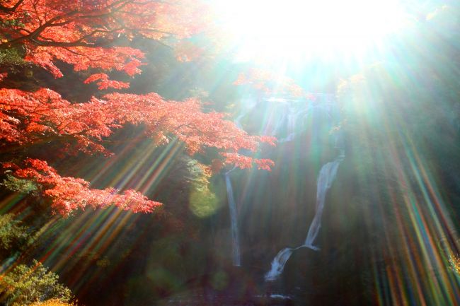 　なぜか茨城県に観光するのが初めてで、茨城県でやっと全国全ての都道府県に足を踏み入れることができました。<br /><br />○　袋田の滝<br /><br />　久慈川の支流・滝川にかかる落差120m、幅73mの滝（那智の滝、華厳の滝と並ぶ日本三名瀑）で、四段に流れ落ちることから別名四度の滝とも呼ばれています。 <br />平安の歌人・西行法師が「四季に一度ずつ訪れなければ、真の風趣は味わえない」と絶賛した逸話からとも伝えられている滝です。 <br />滝の正面には観瀑台があり、岩壁を四段になって落ちる豪快な姿を見ることができます。<br /><br /><br />行　程<br /><br />１１月１５日<br /><br />関空　⇒　成田空港　⇒　歩崎観音　⇒　月待ちの滝　⇒　旧上岡小　⇒　<br />永源寺　⇒　悠久の宿 滝美館<br /><br />１１月１６日<br /><br />袋田の滝　⇒　竜神峡　⇒　花貫渓谷　⇒　碁石浦　⇒　成田空港　⇒　関空<br /><br /><br /><br /><br /><br /><br /><br /><br /><br />　